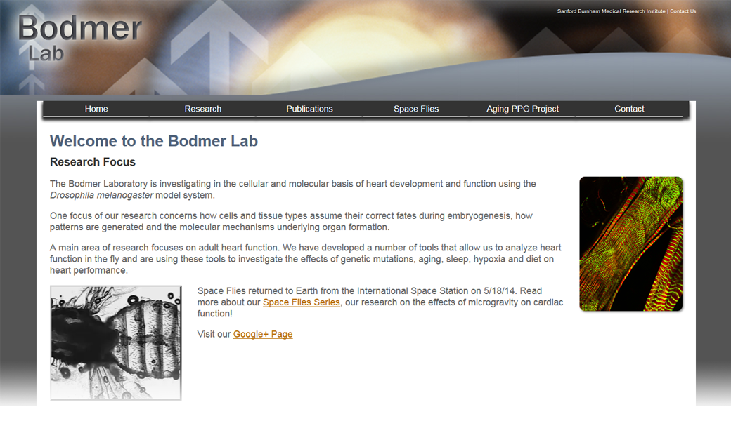 Bodmer Lab Website